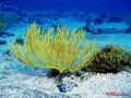 scuba diving photo