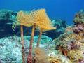 scuba diving photo
