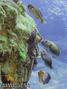 scuba diving photo