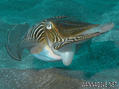 scuba diving photo
