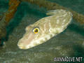 scuba diving photo