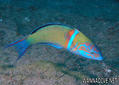 scuba diving photo