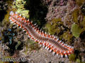 scuba diving photo