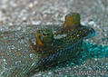 scuba diving photo
