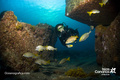 scuba diving photo
