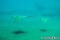 scuba diving photo