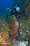 scuba diving photo