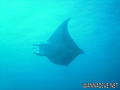 scuba diving photo