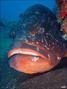 scuba diving photo