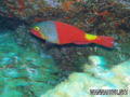 scuba diving photo