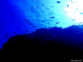 scuba diving photo