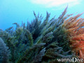 scuba diving photo
