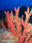 scuba diving photo
