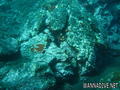 scuba diving photo