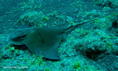 scuba diving photo