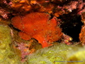 scuba diving photo