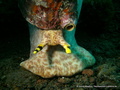 scuba diving photo