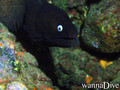 scuba diving photo