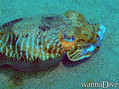 scuba diving photo