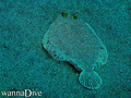 scuba diving photo