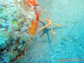scuba diving photo