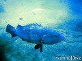 scuba diving photo