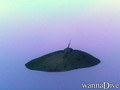scuba diving photo