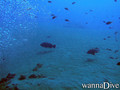 scuba diving photo