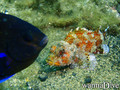 scuba diving photo