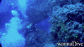 scuba diving photo