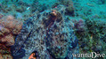 scuba diving photo