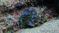 scuba diving photo