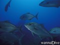 scuba diving photo