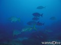 scuba diving photo