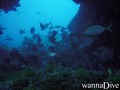 scuba diving photo