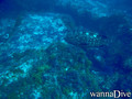 scuba diving photo