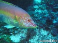 scuba diving photo