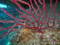 scuba diving photo