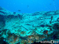 scuba diving photo