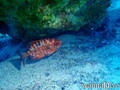 scuba diving photo