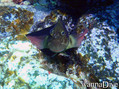 scuba diving photo