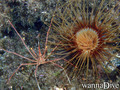 scuba diving photo