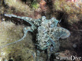 scuba diving photo