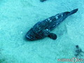 scuba diving photo