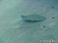 scuba diving photo