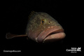 scuba diving photo