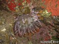 scuba diving photo