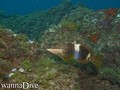 scuba diving photo