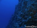 scuba diving photo