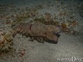 scuba diving photo